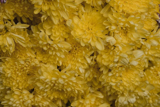 Chrysanthemums (گلِ داوئدی)