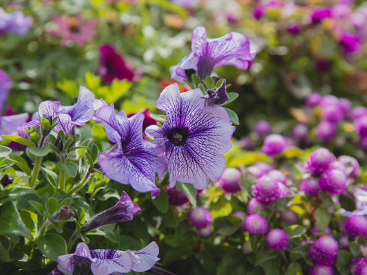 How to Grow Petunia?                                                                                         پیٹونیا کیسے اگائیں؟