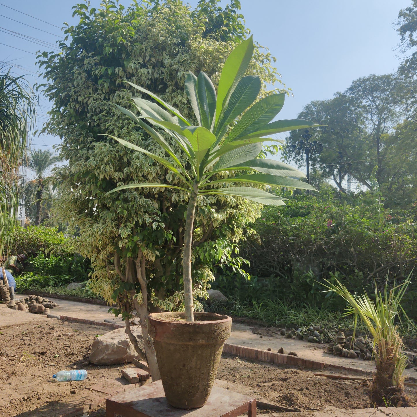 PLUMERIA | FRANGIPANI | GUL-E-CHEEN