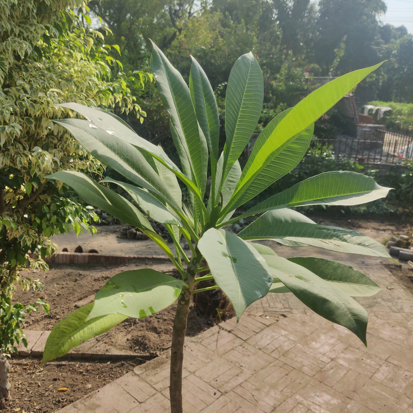 PLUMERIA | FRANGIPANI | GUL-E-CHEEN