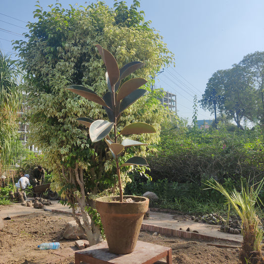 Ficus elastica| Rubber plant