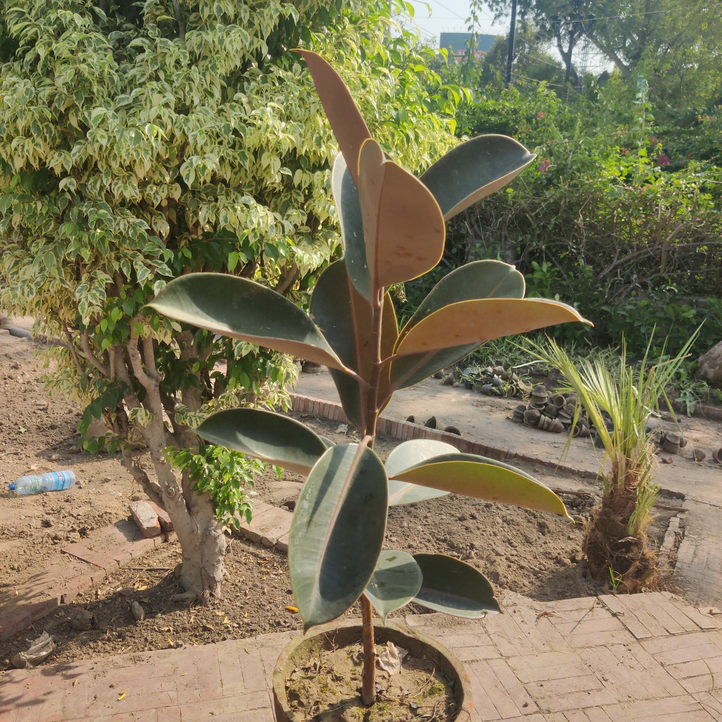 Ficus elastica| Rubber plant