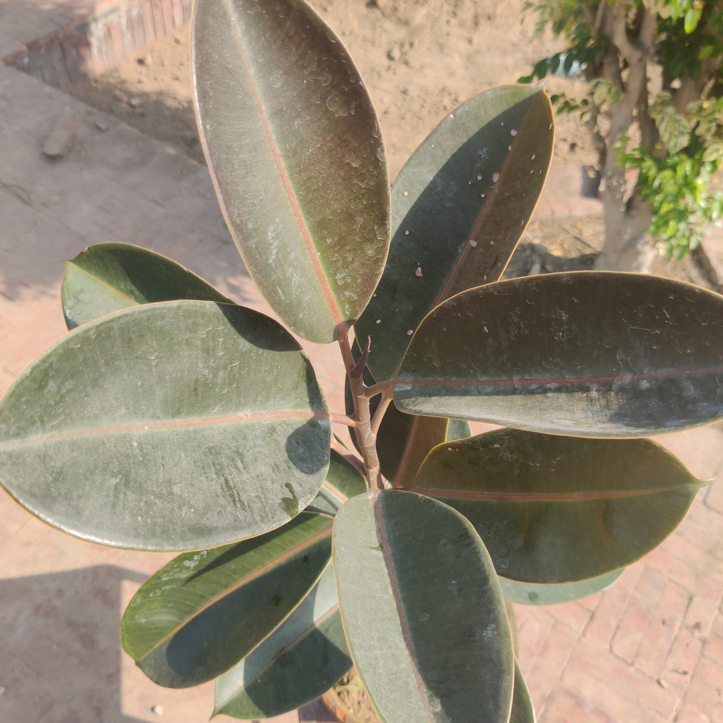 Ficus elastica| Rubber plant