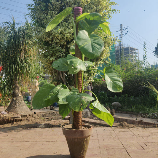 Epipremnum aureum | Devil's ivy | Money Plant