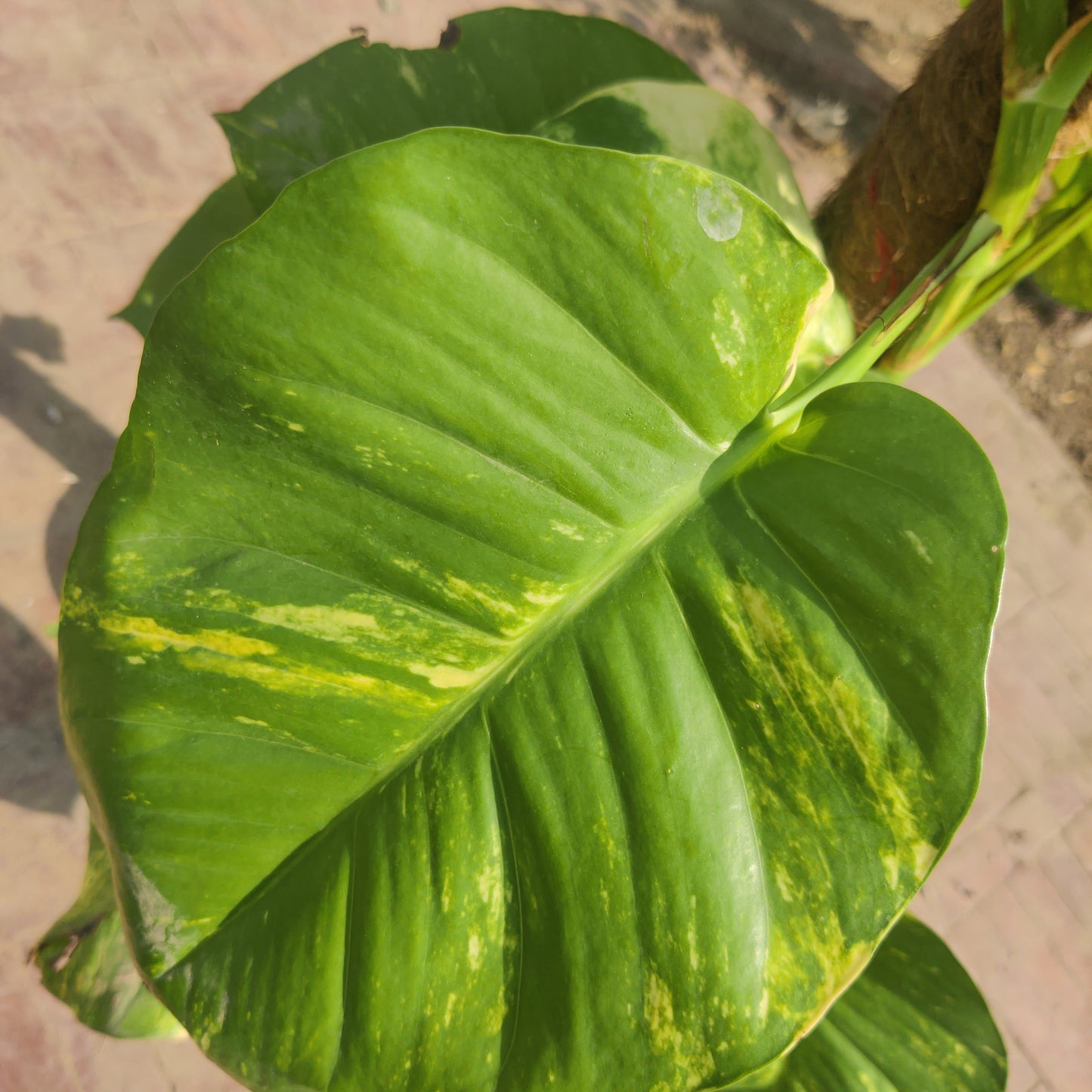 Money Plant | Epipremnum aureum | Devil's ivy |