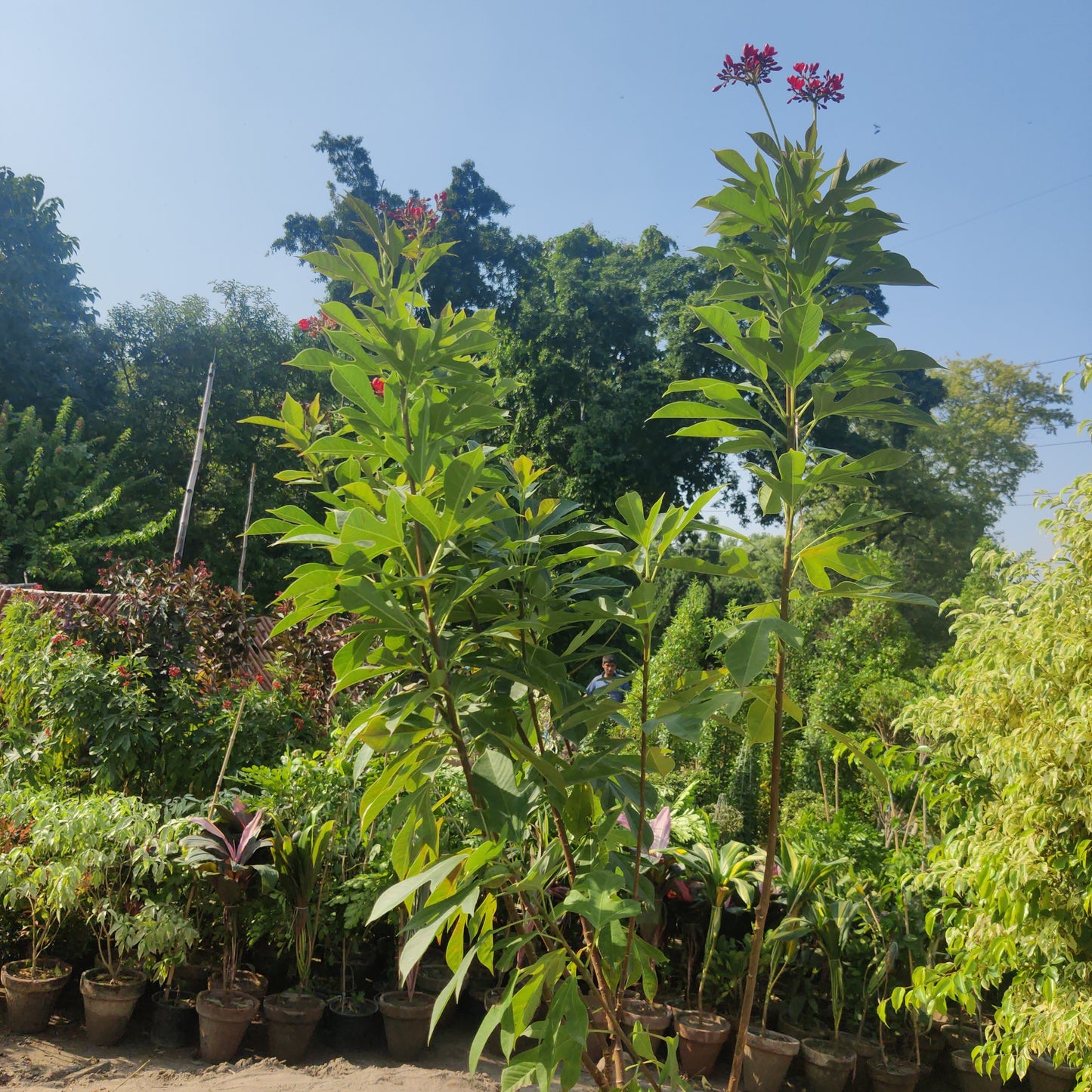 Jatropha Green / Red | Jatropha integerrima