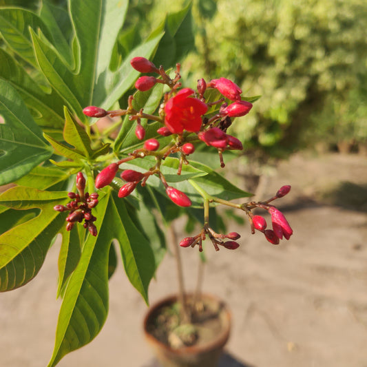 Jatropha Green / Red | Jatropha integerrima