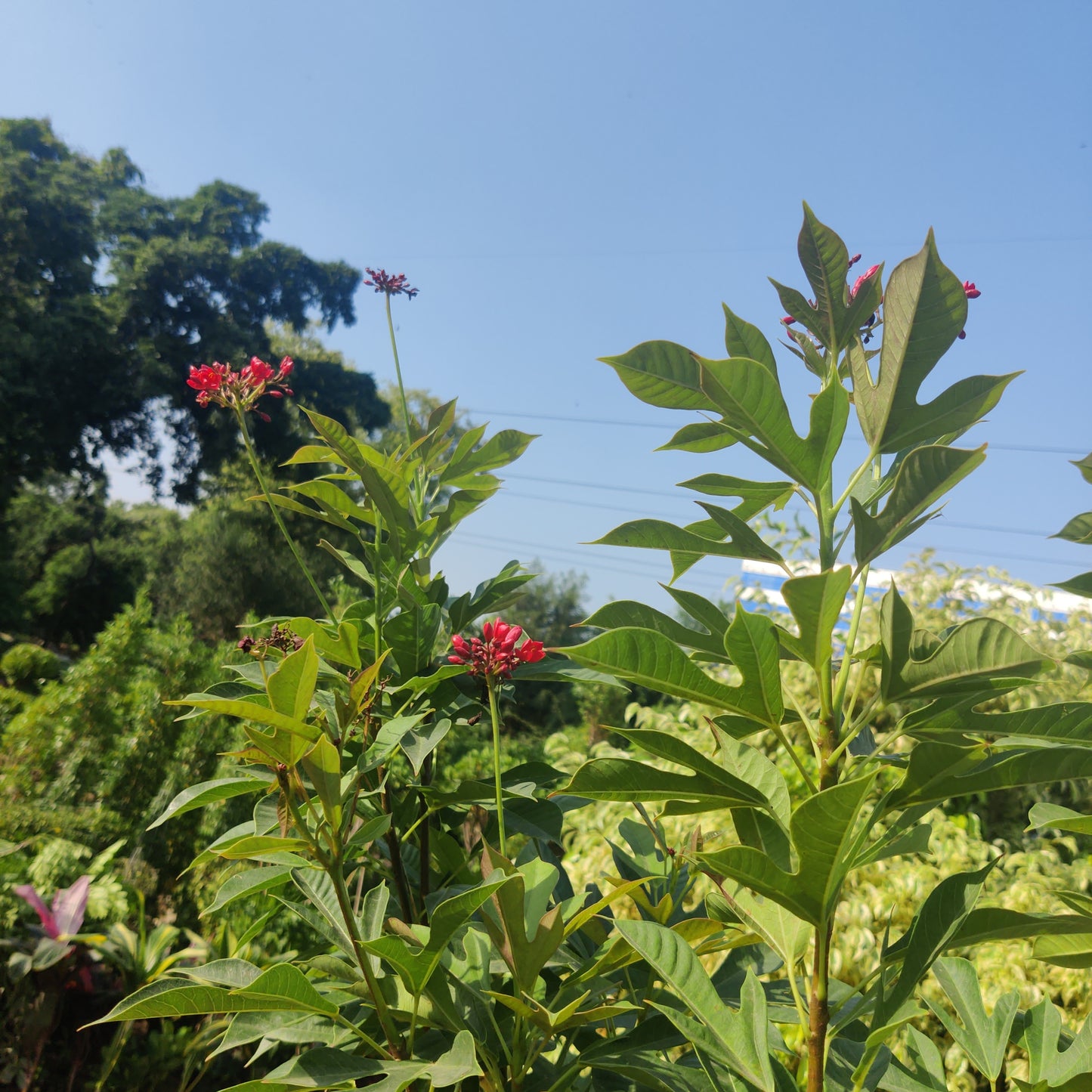 Jatropha Green / Red | Jatropha integerrima