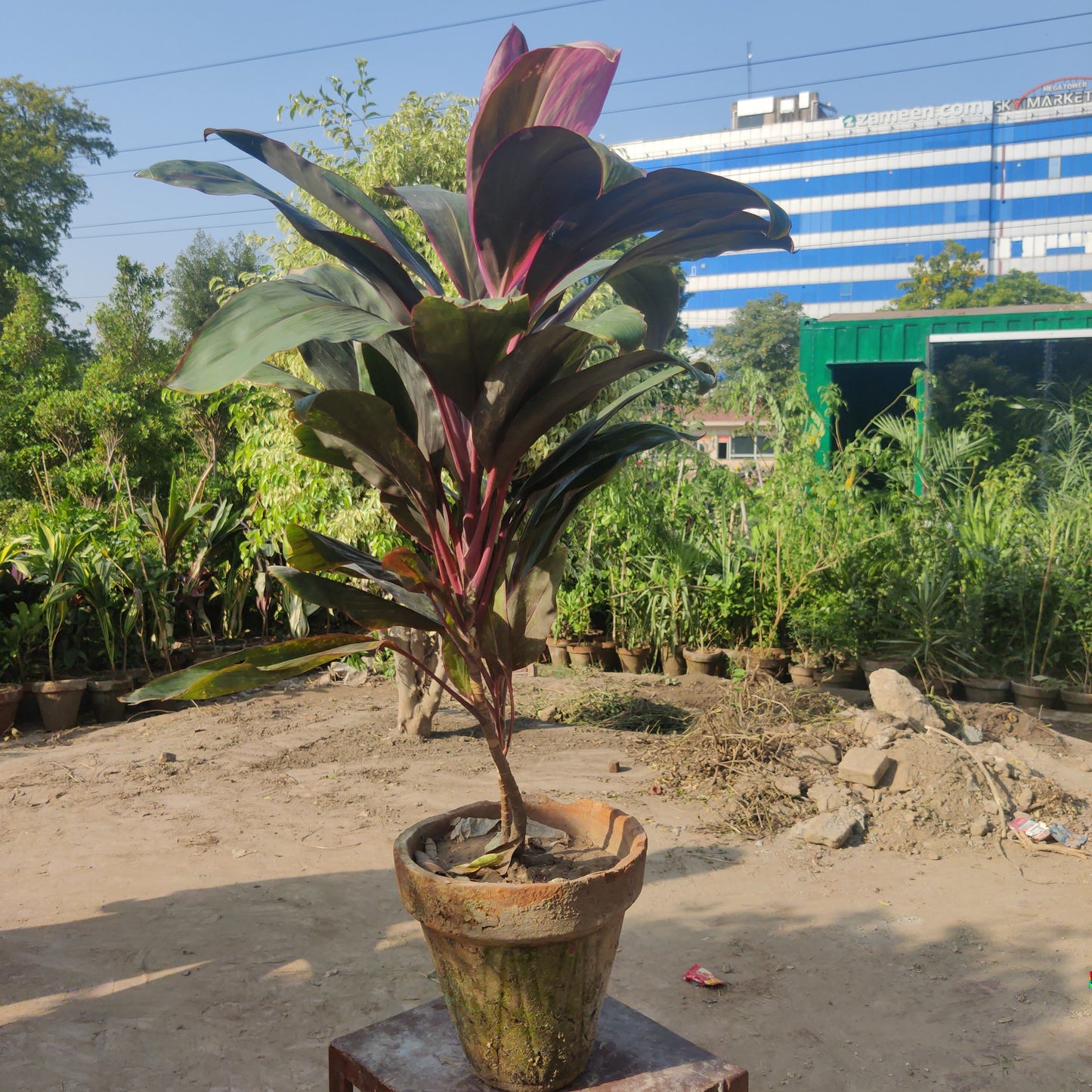 Dracaena fragrans| Dracaena red