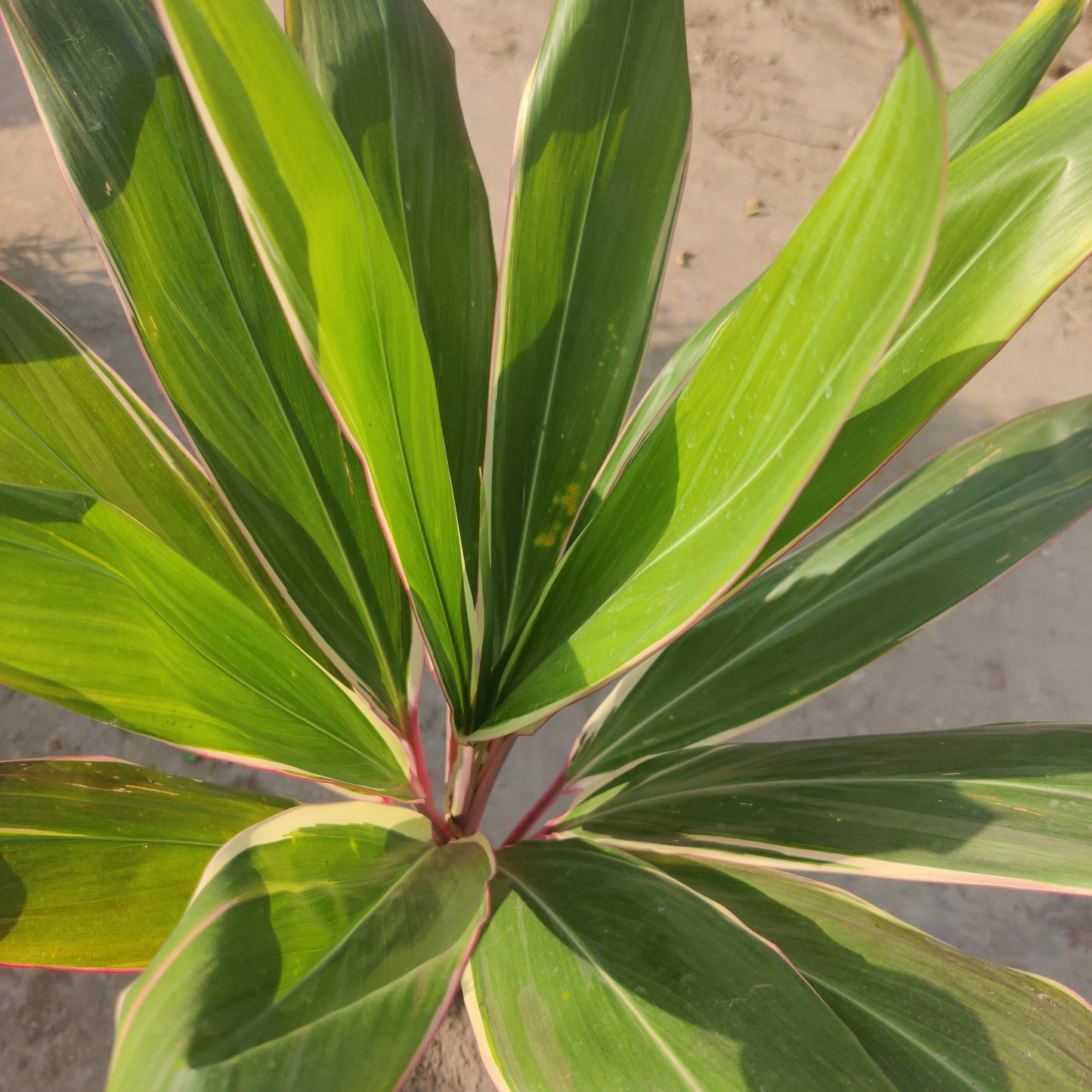 Dracaena fragrans | Dracaena variegated