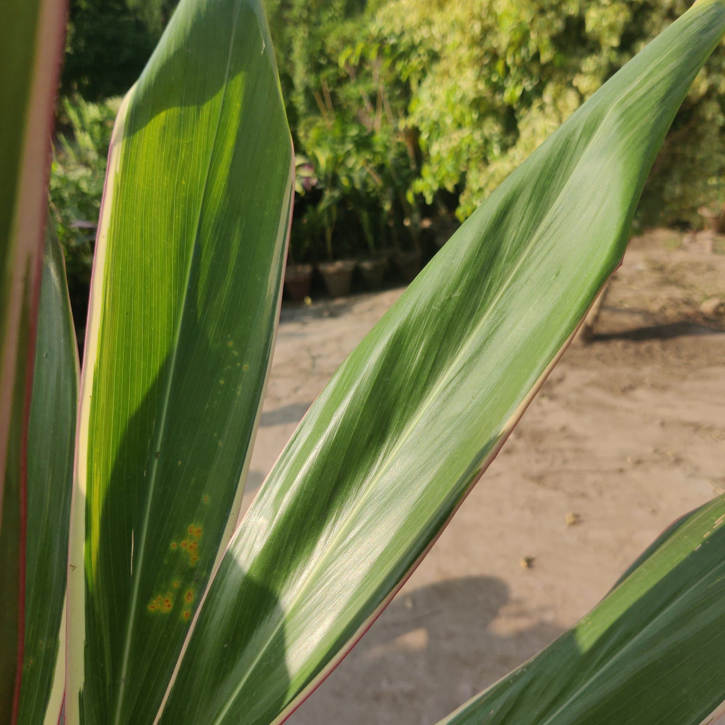 Dracaena fragrans | Dracaena variegated