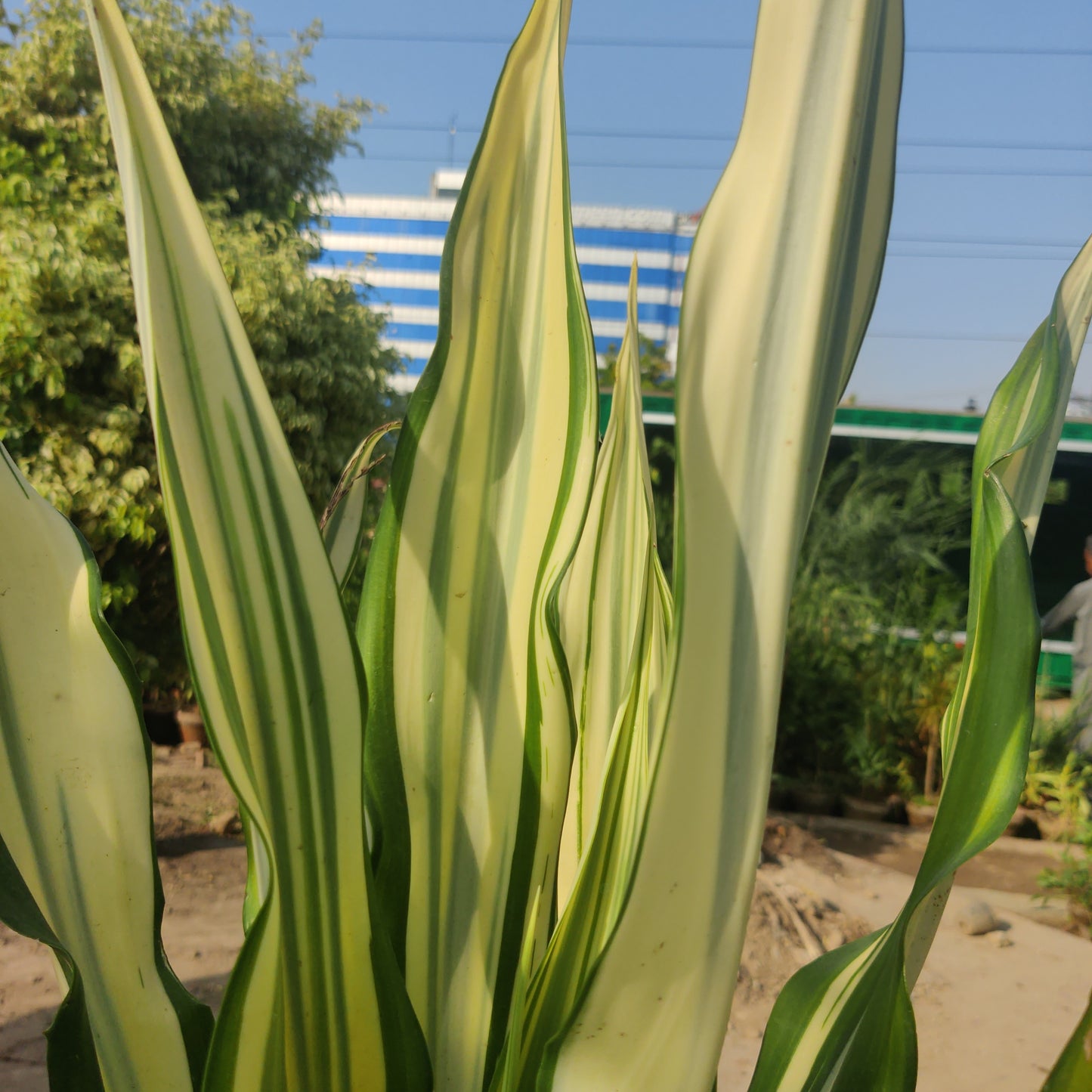 Furcraea foetida | Furcaria plant