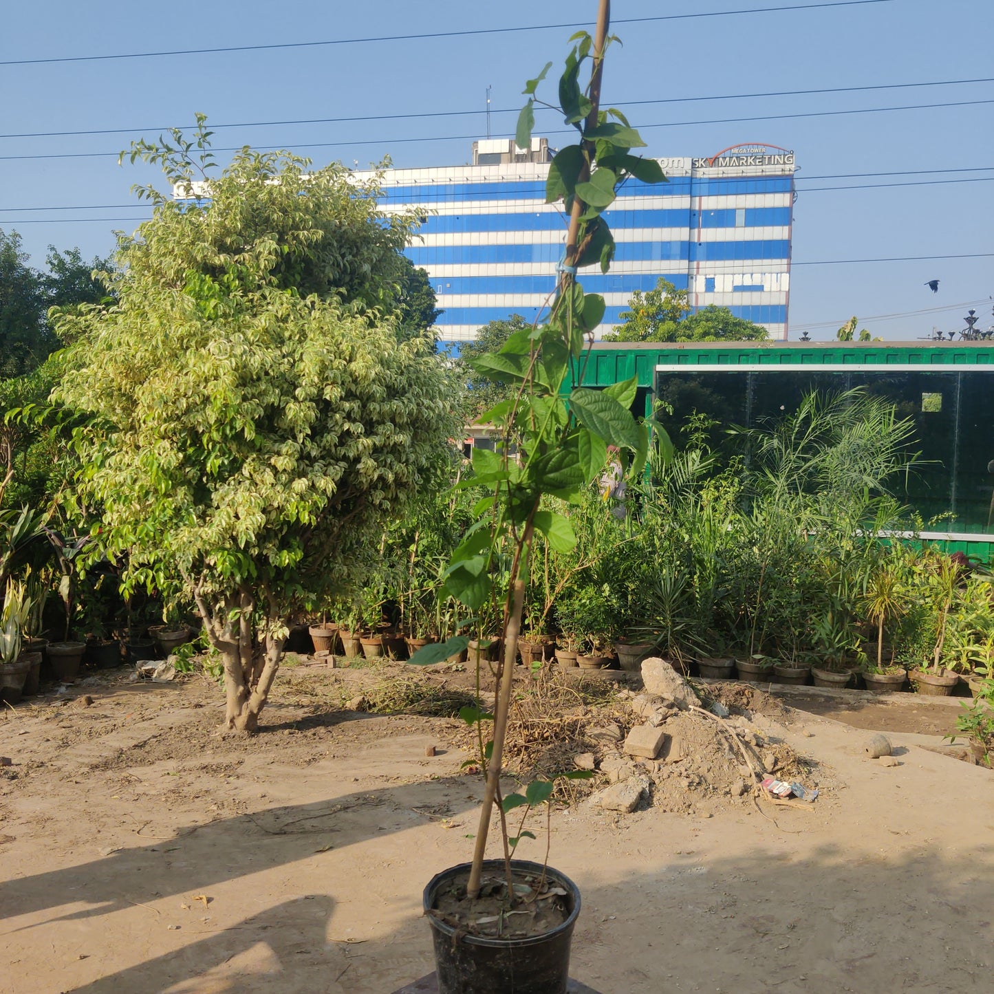 Combretum indicum | Jhumka bail plant