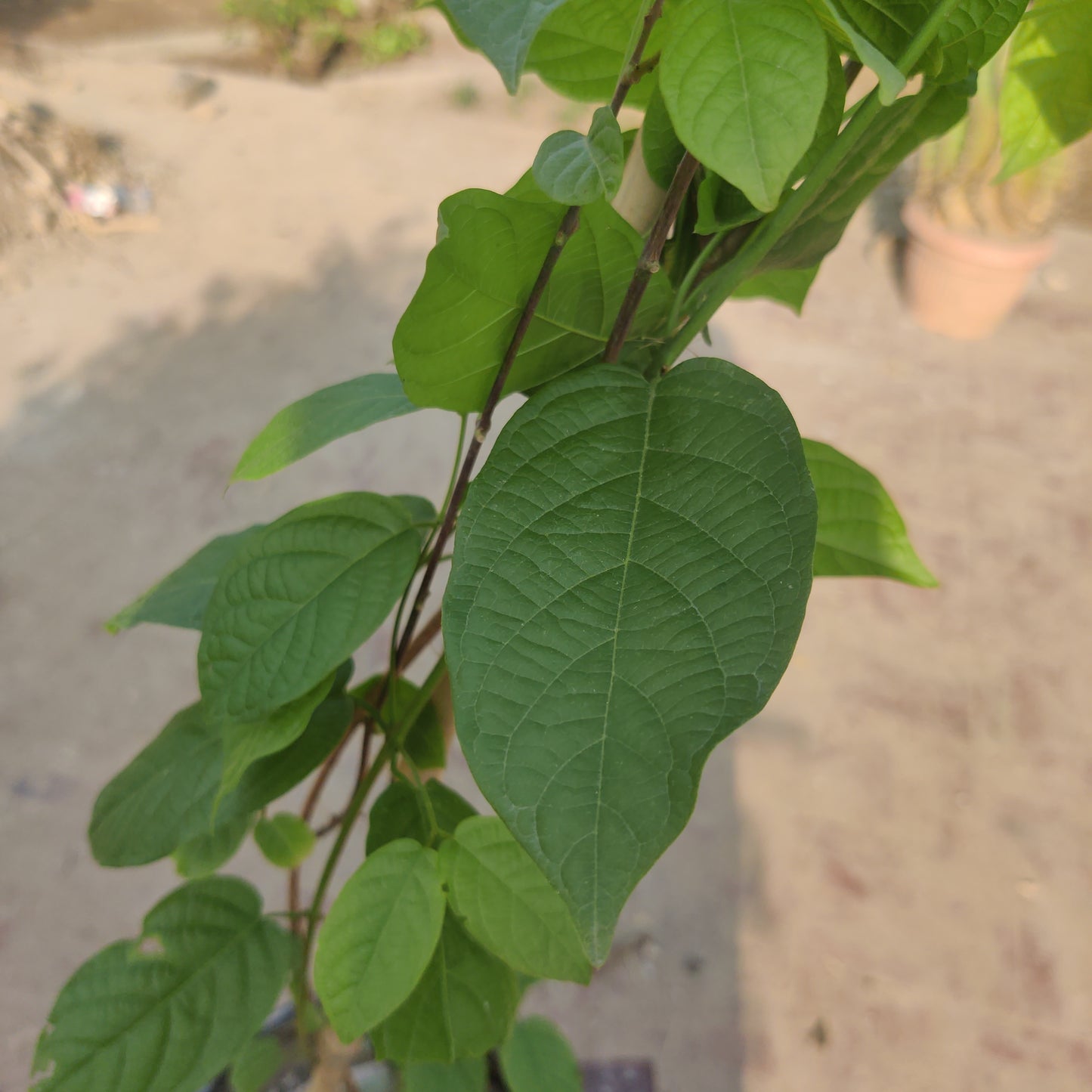 Combretum indicum | Jhumka bail plant