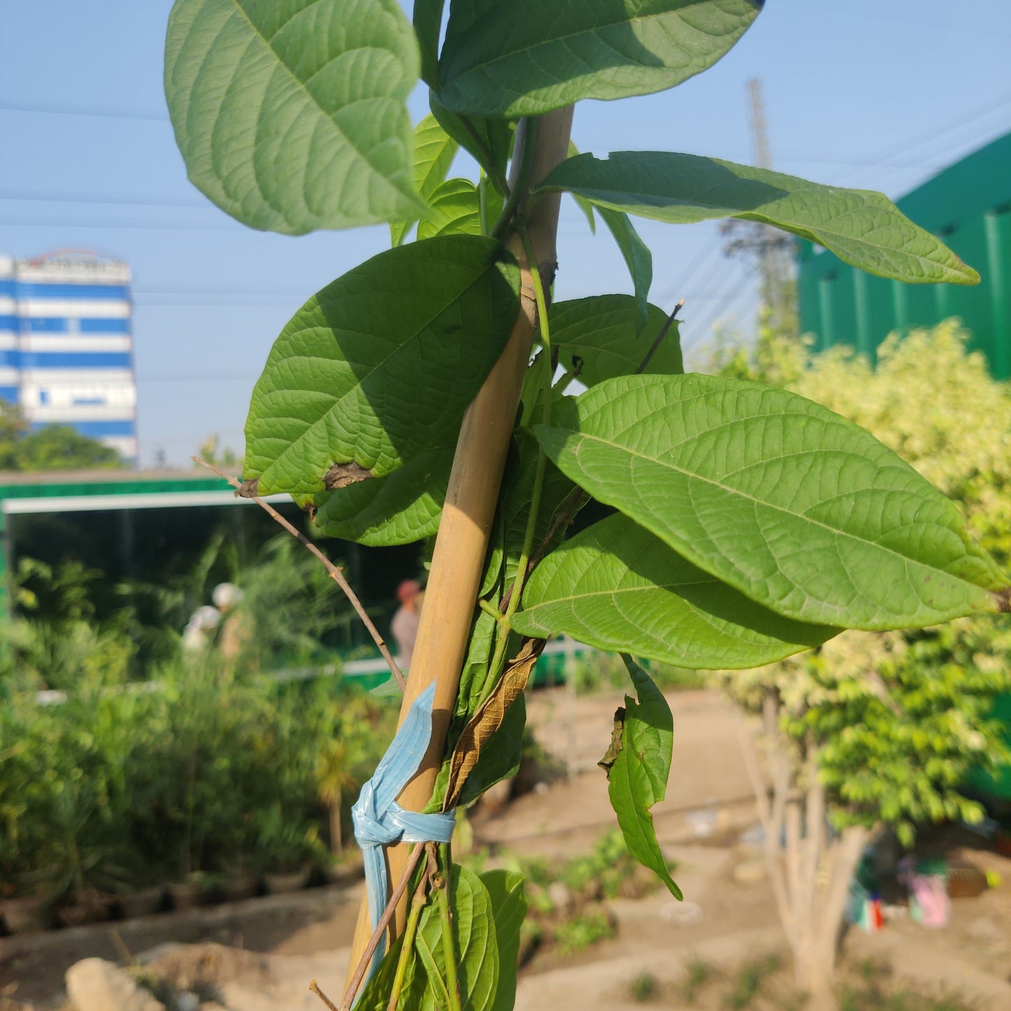 Combretum indicum | Jhumka bail plant