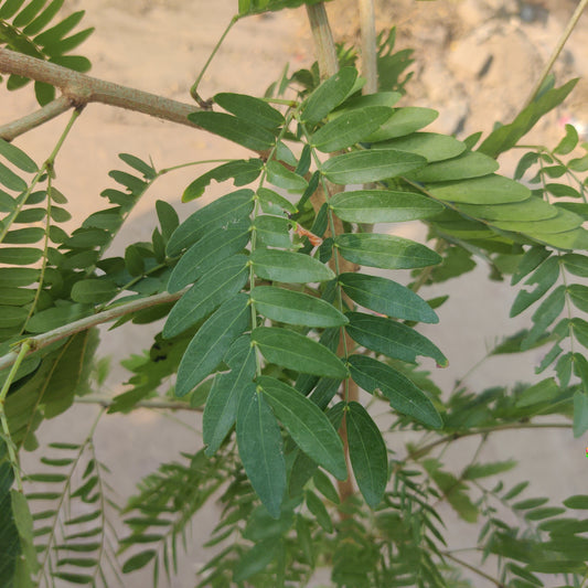 Calliandra