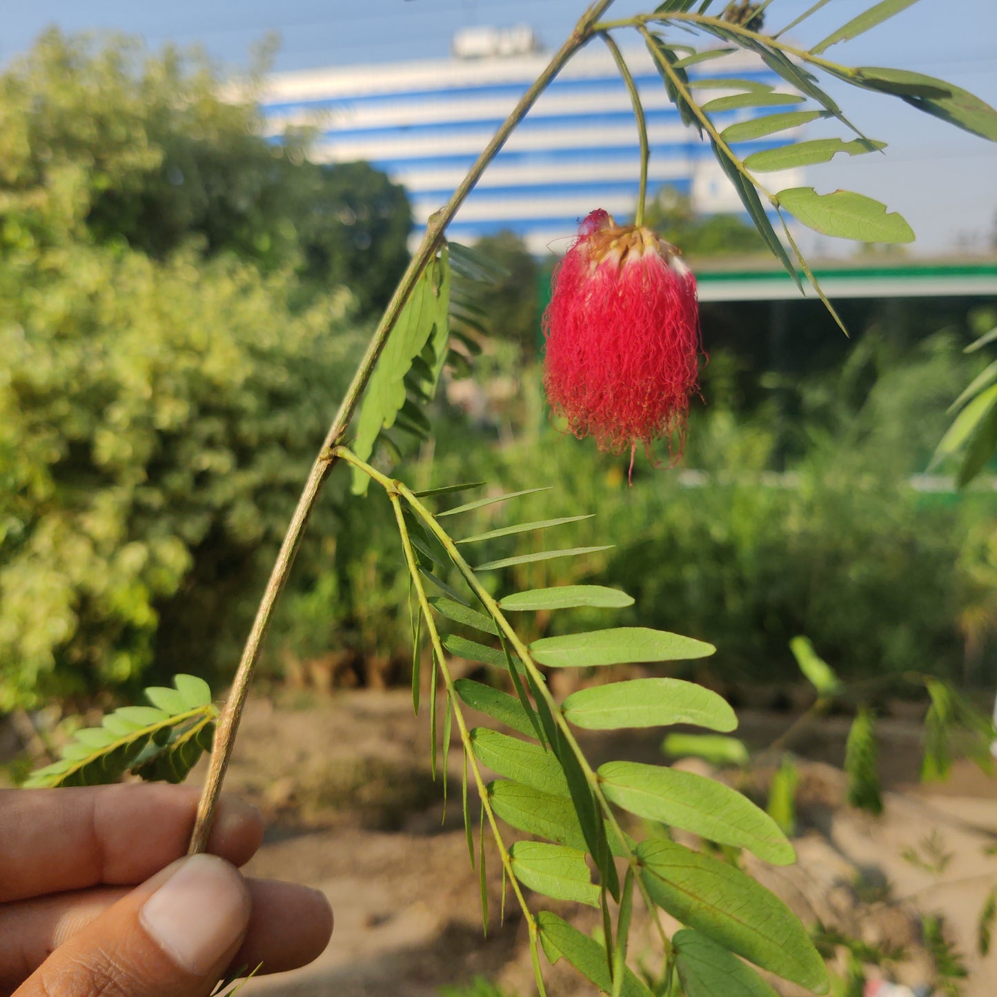 Calliandra