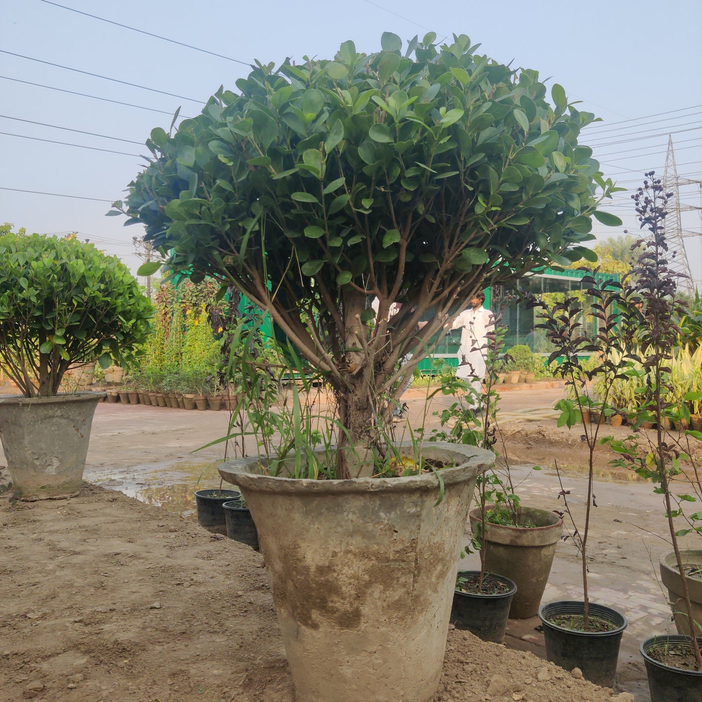 Panda Ficus single