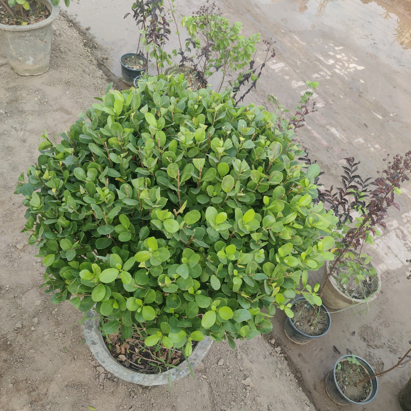 Panda Ficus single