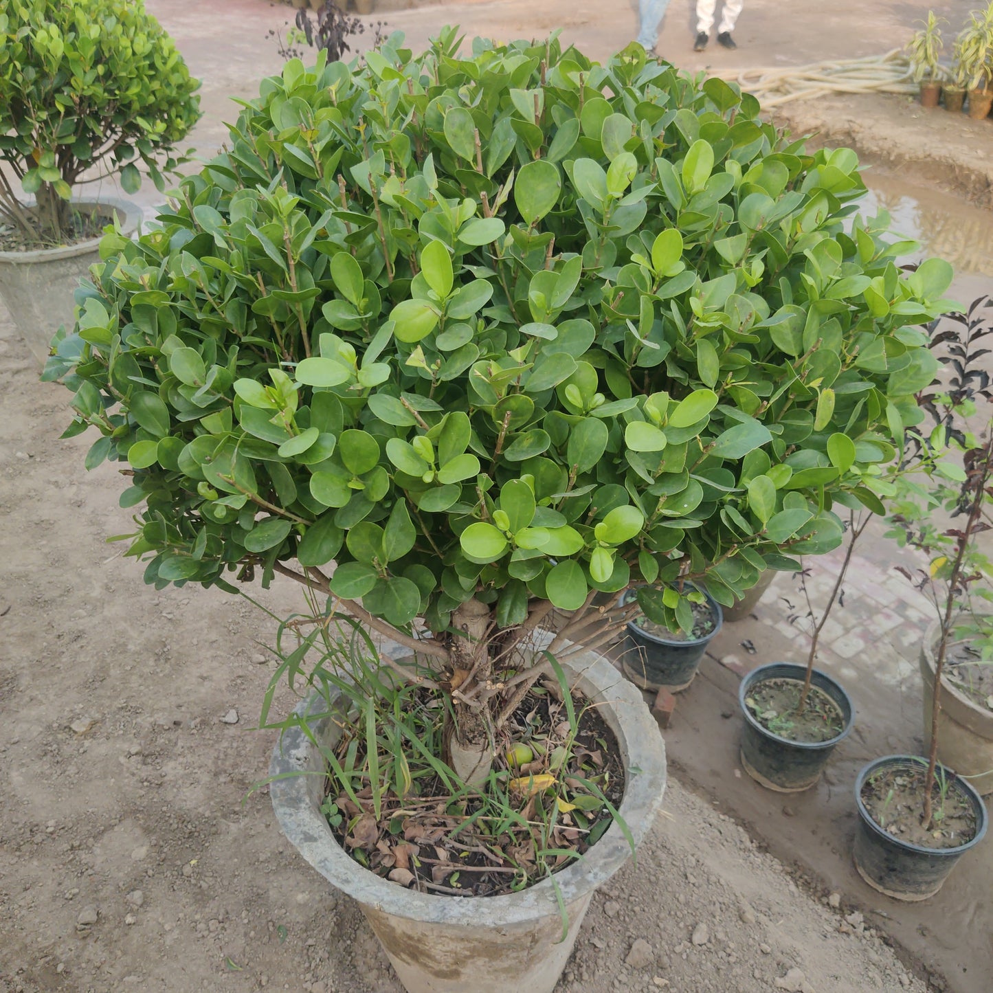 Panda Ficus single