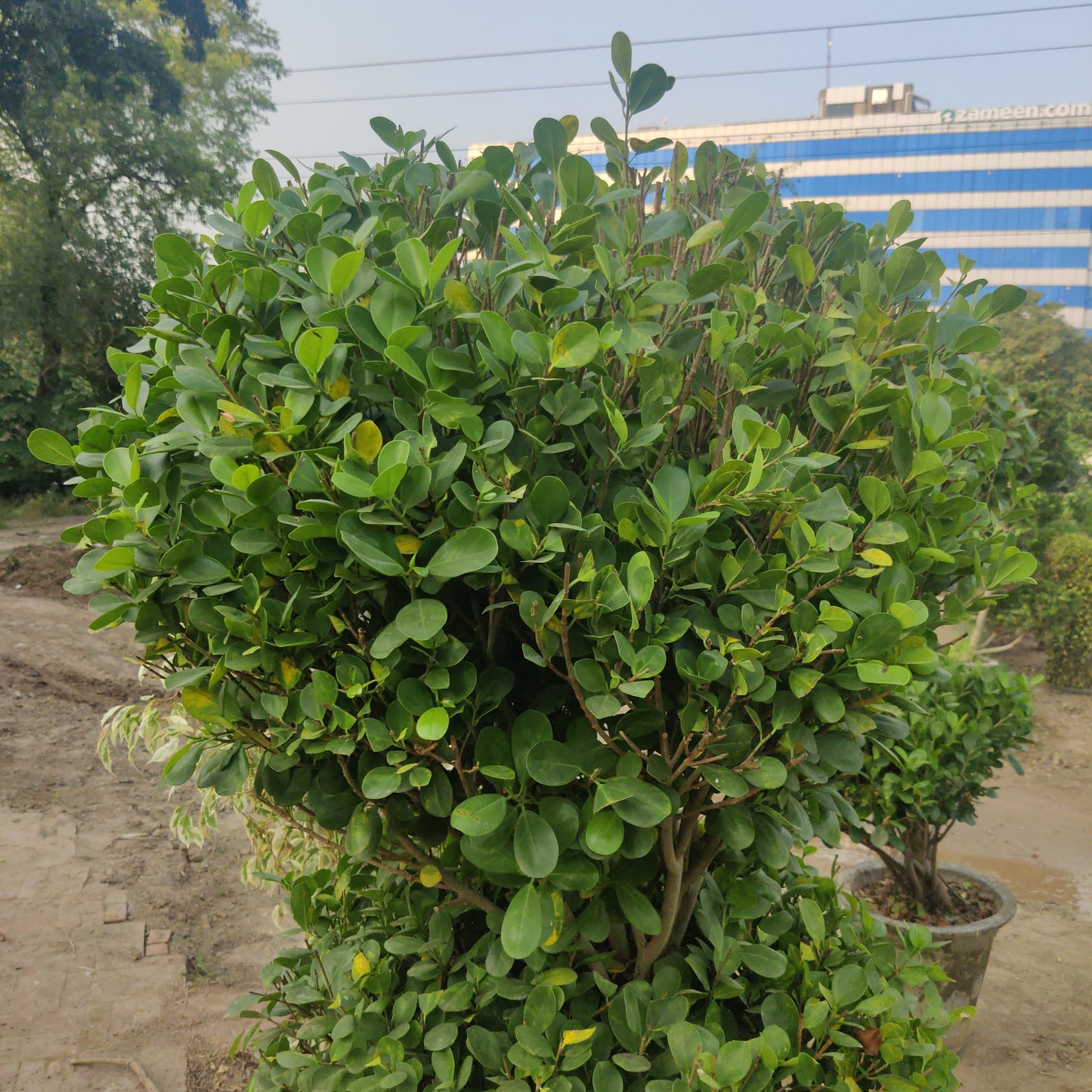 Panda Ficus Double