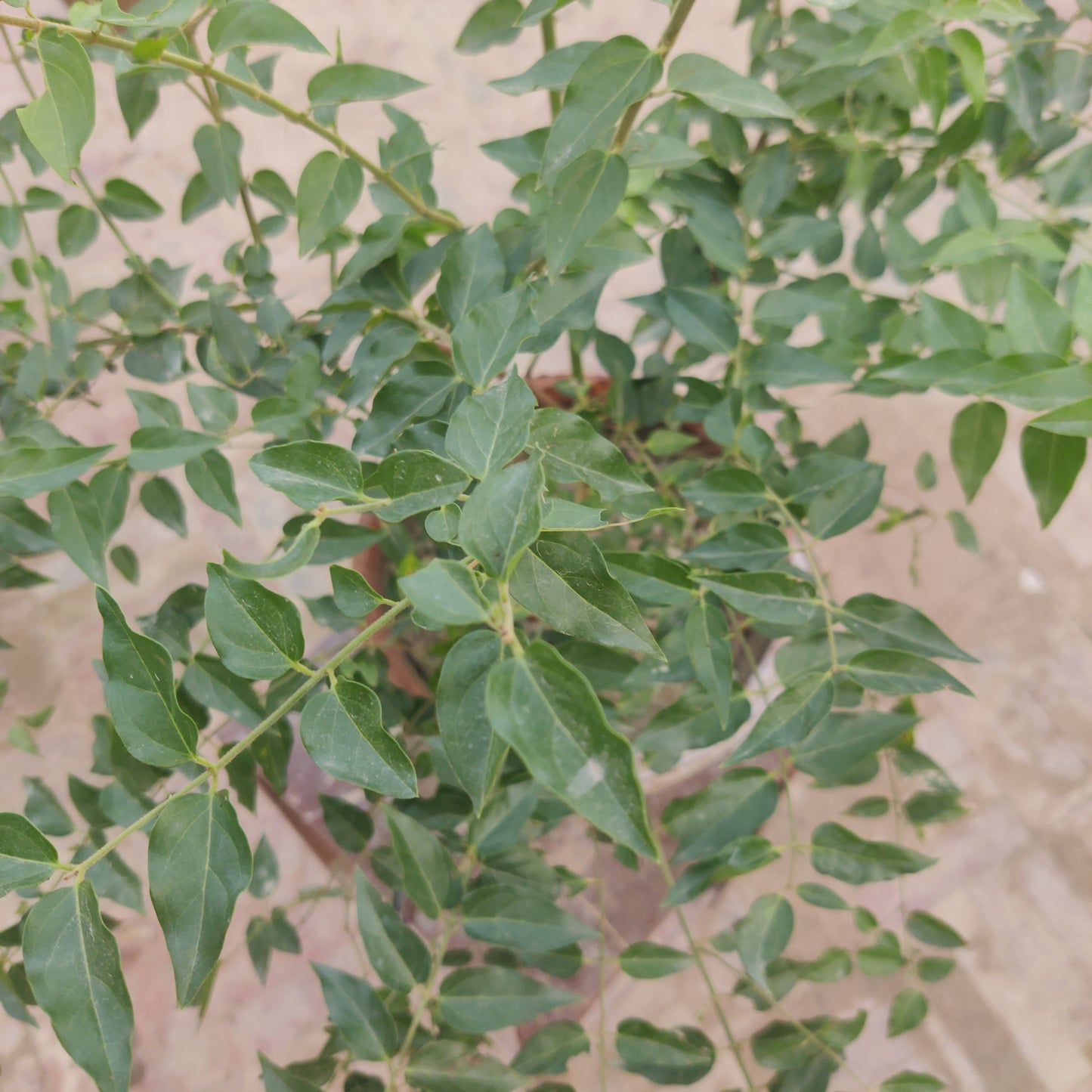 Jasminum auriculatum | Indian Jasmine | Star jasmine