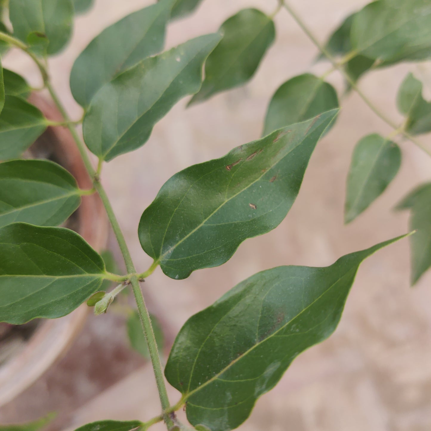 Jasminum auriculatum | Indian Jasmine | Star jasmine