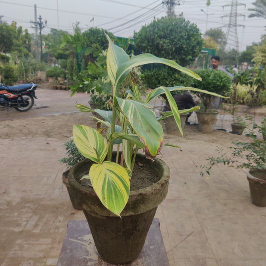 Alpinia zerumbet | Alpinia variegated