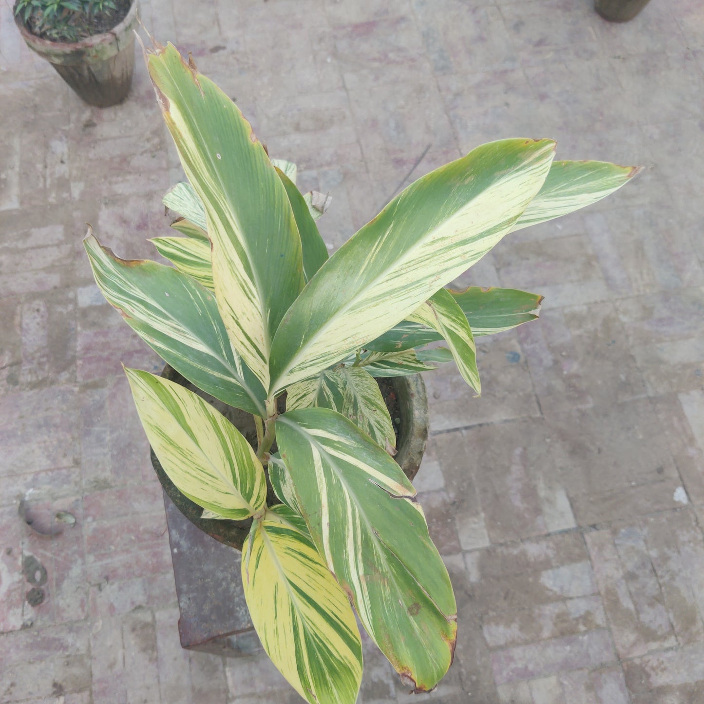 Alpinia zerumbet | Alpinia variegated