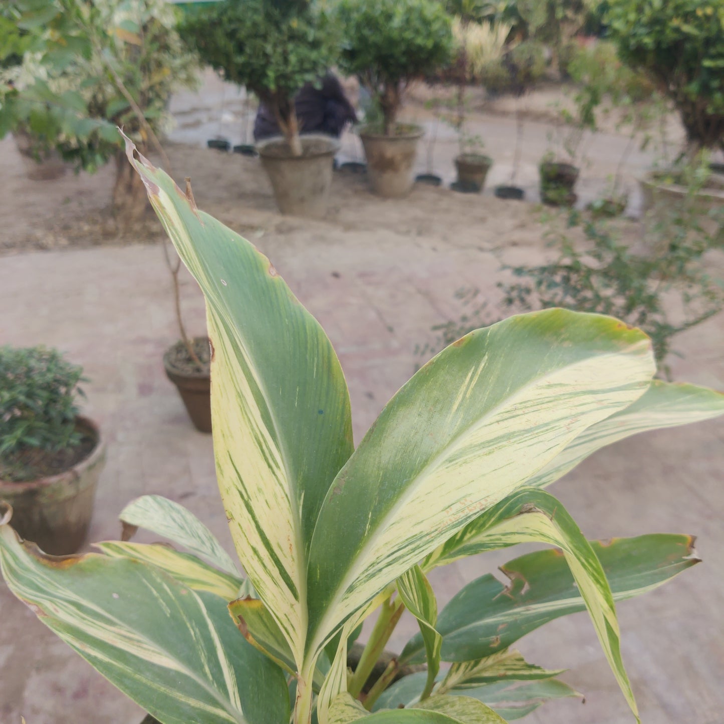 Alpinia zerumbet | Alpinia variegated