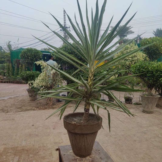 Yucca gloriosa | Yucca variegated