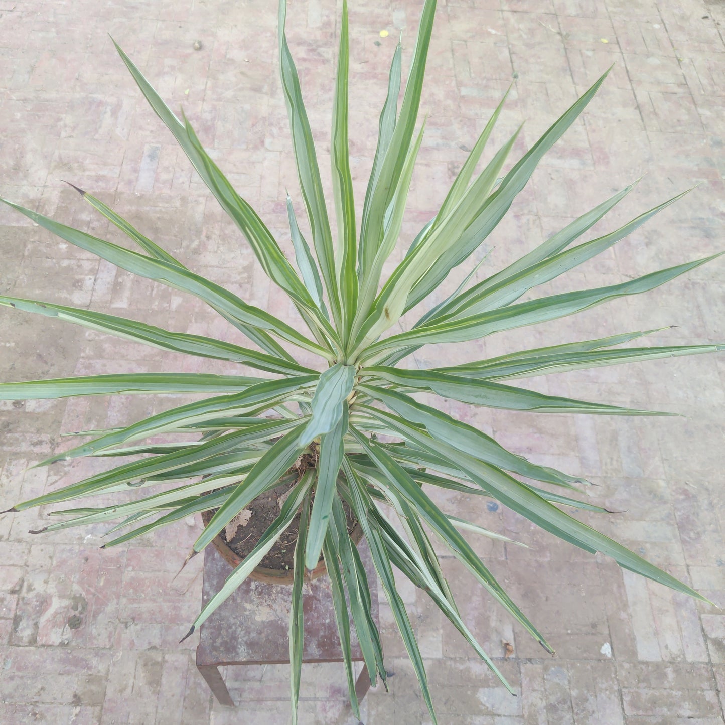 Yucca gloriosa | Yucca variegated