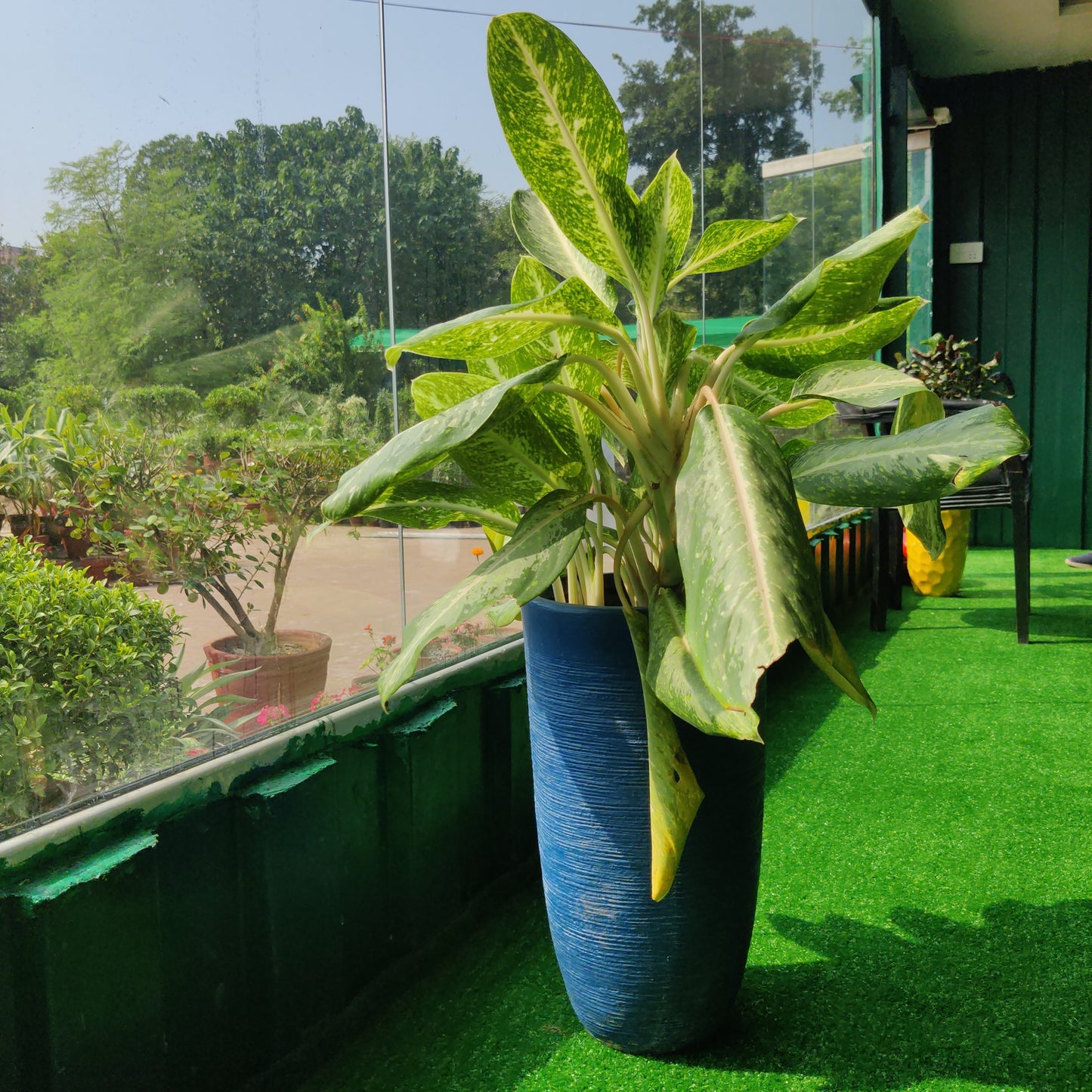 Big Planters with plants