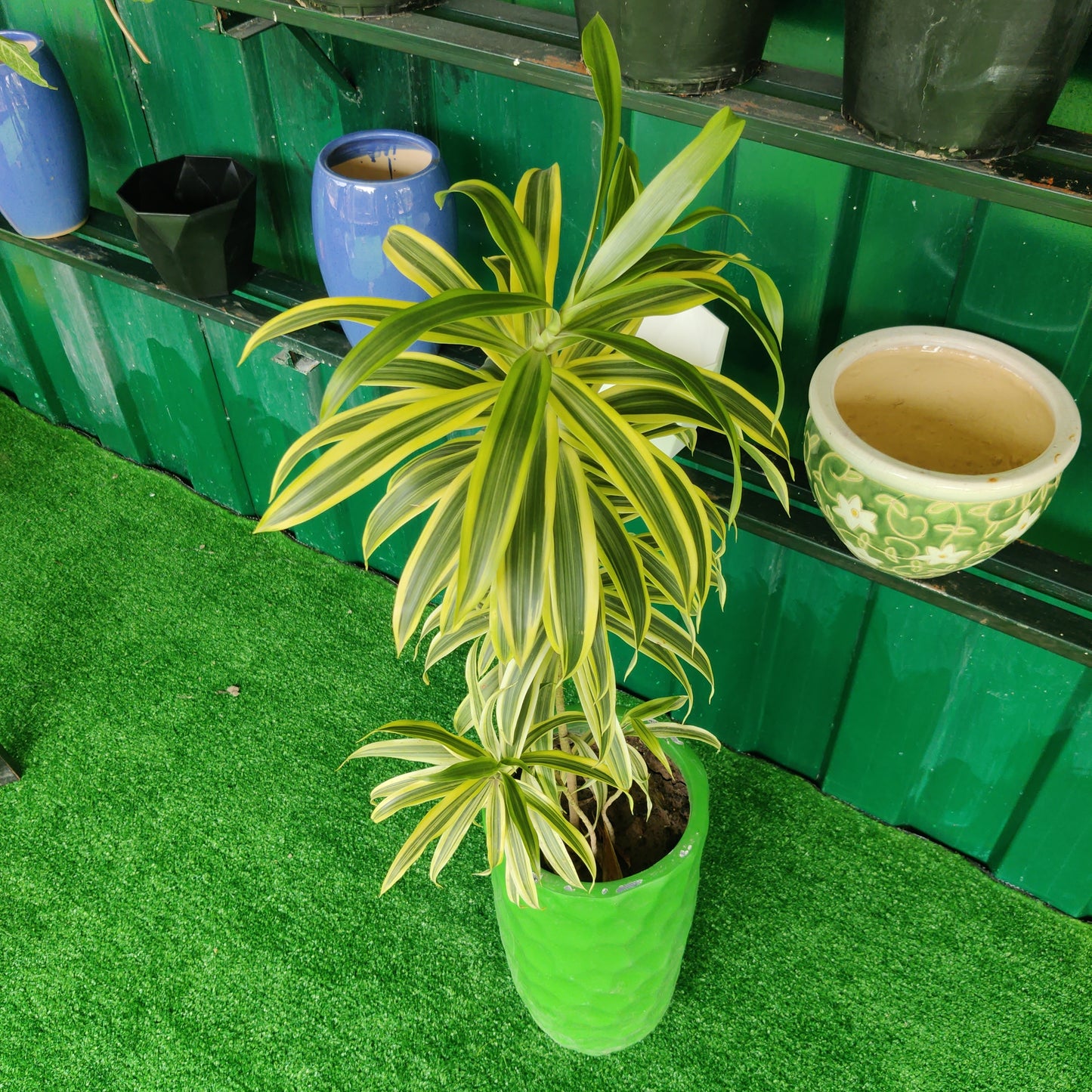 Big Planters with plants