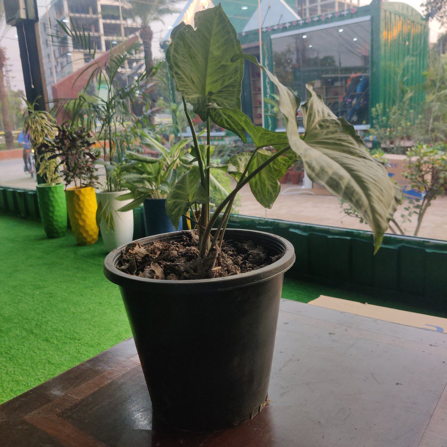 Syngonium plant in plastic pot