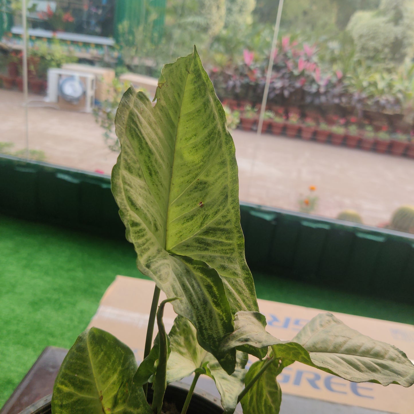 Syngonium plant in plastic pot