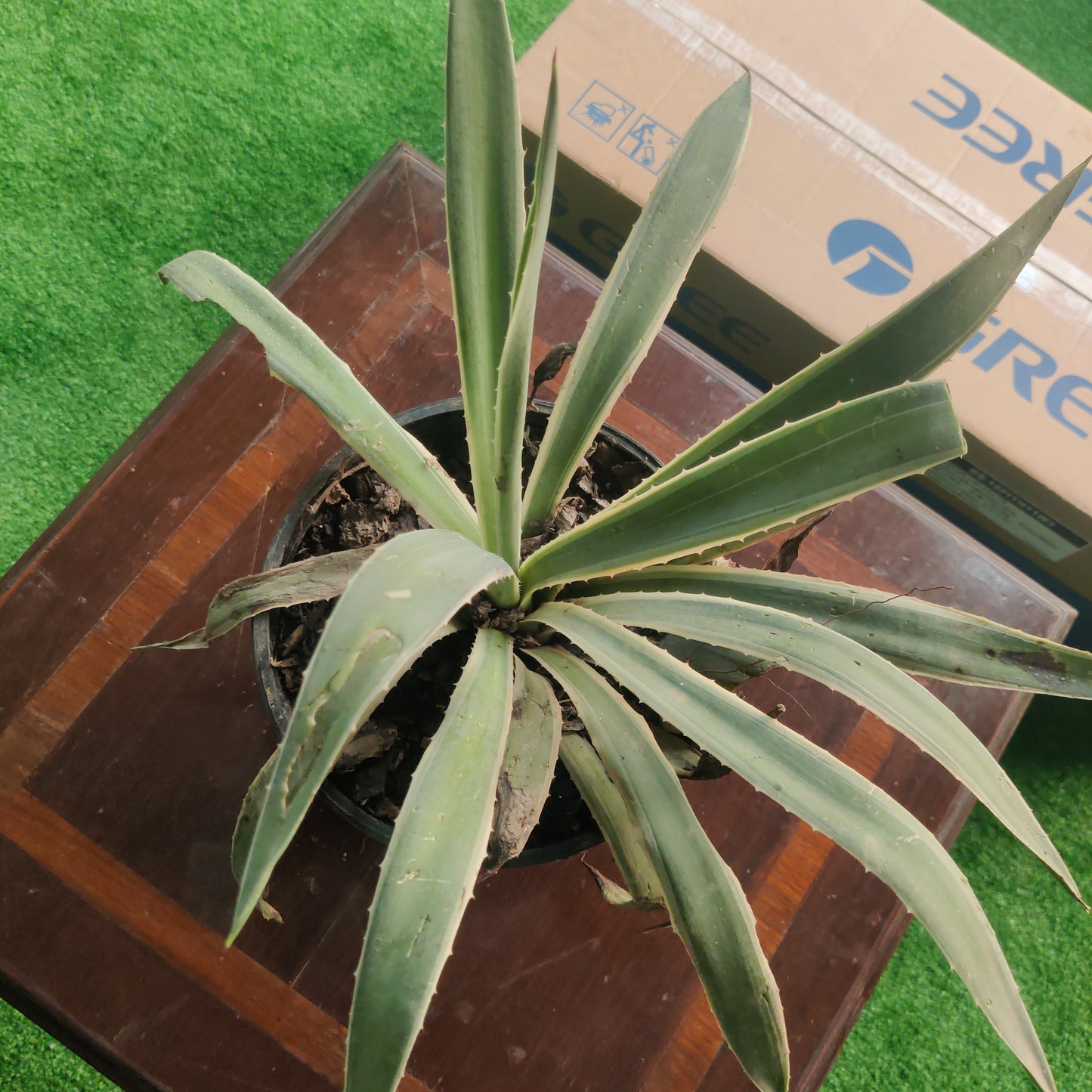 Cactus in plastic pot