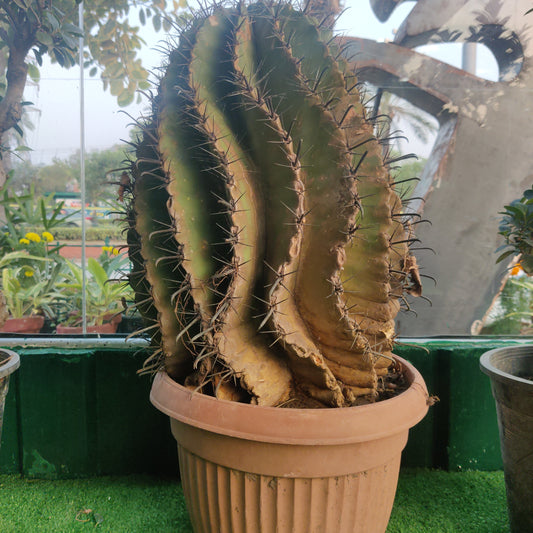 Cactus Fero