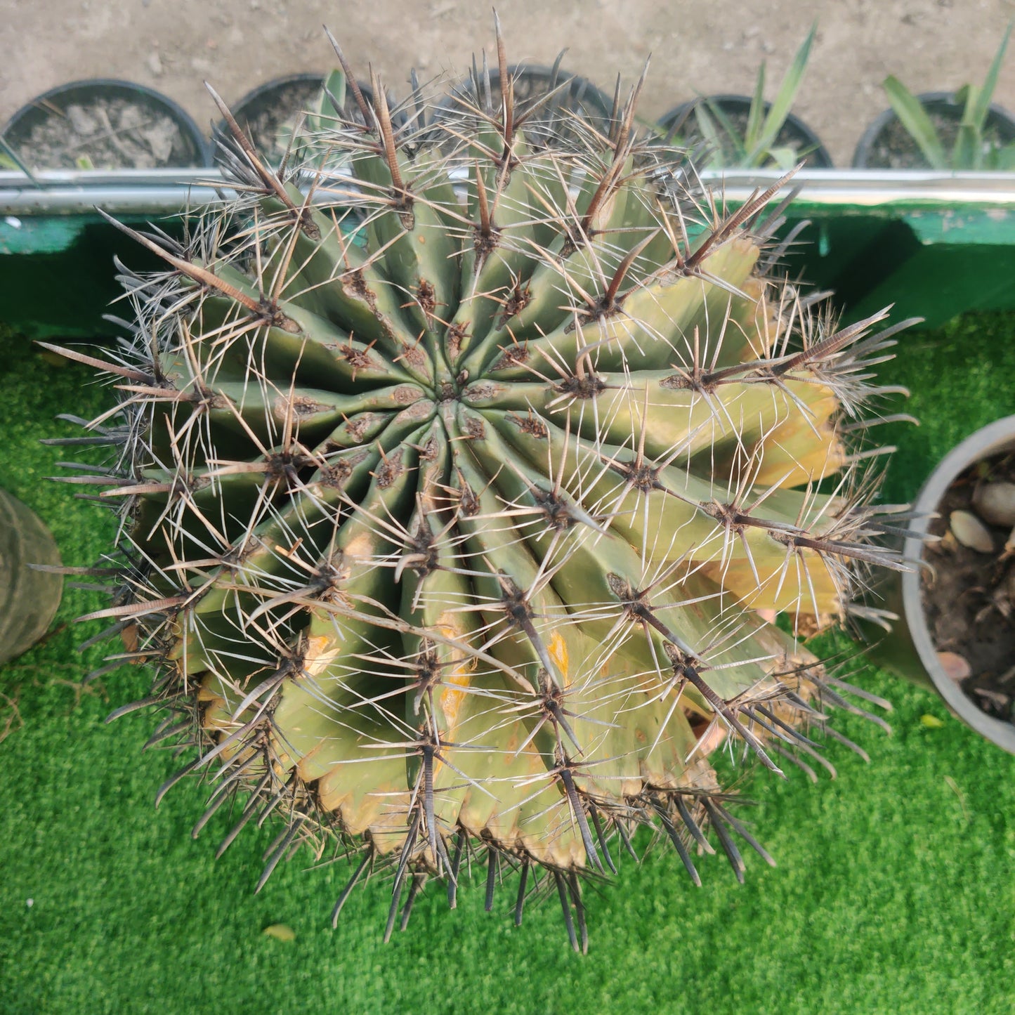 Cactus Fero