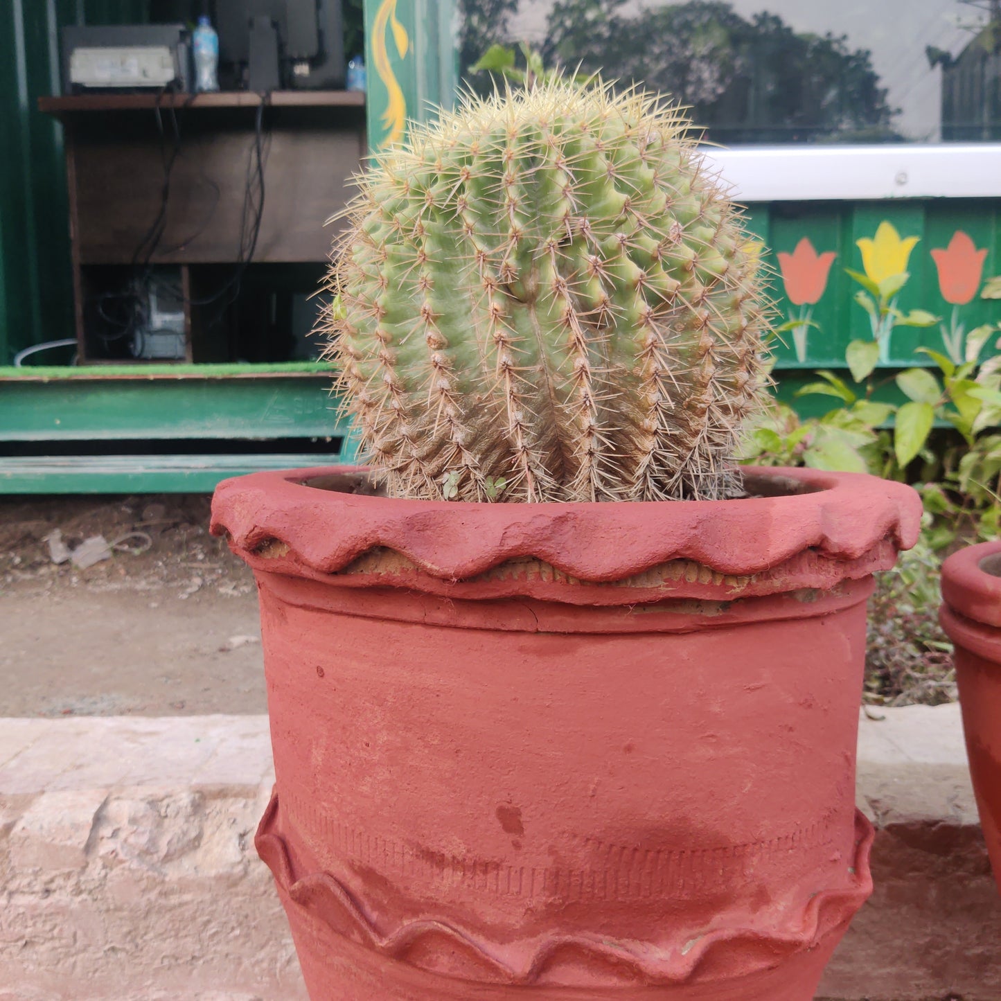 Cactus Golden barrel