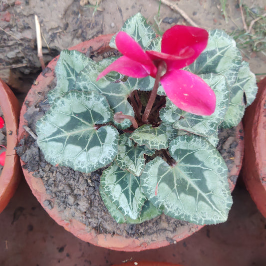 Cyclamen