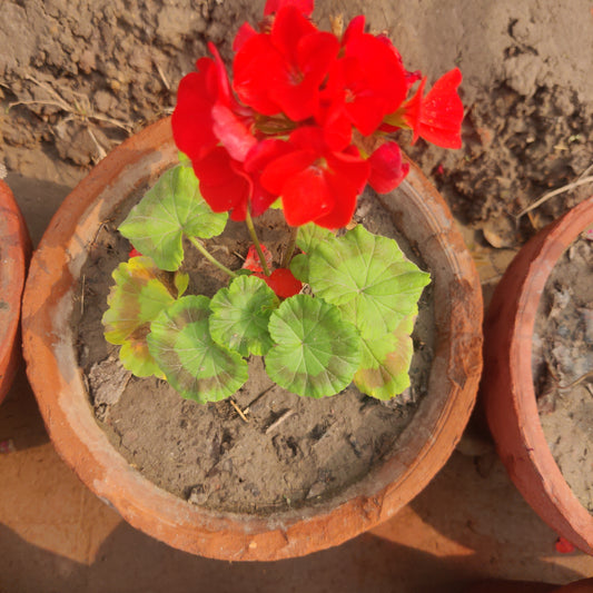 Geranium