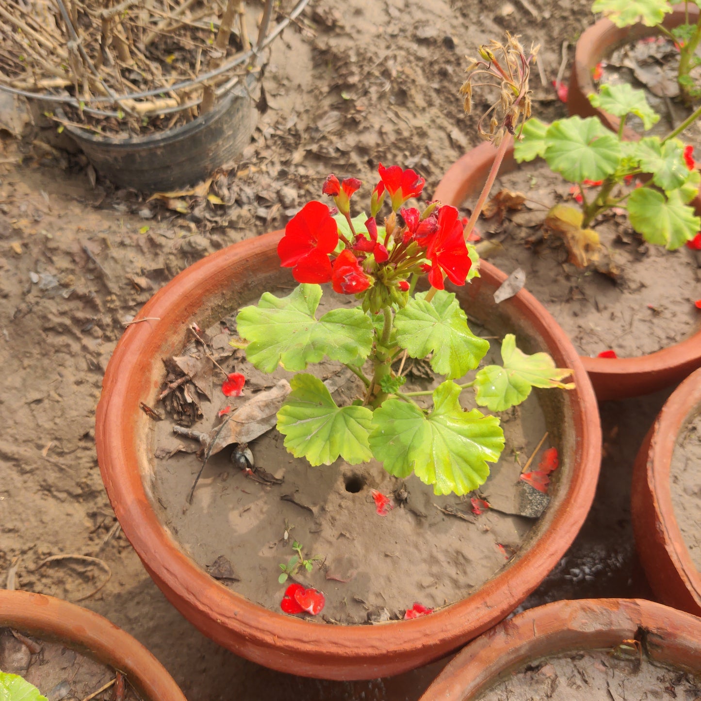 Geranium