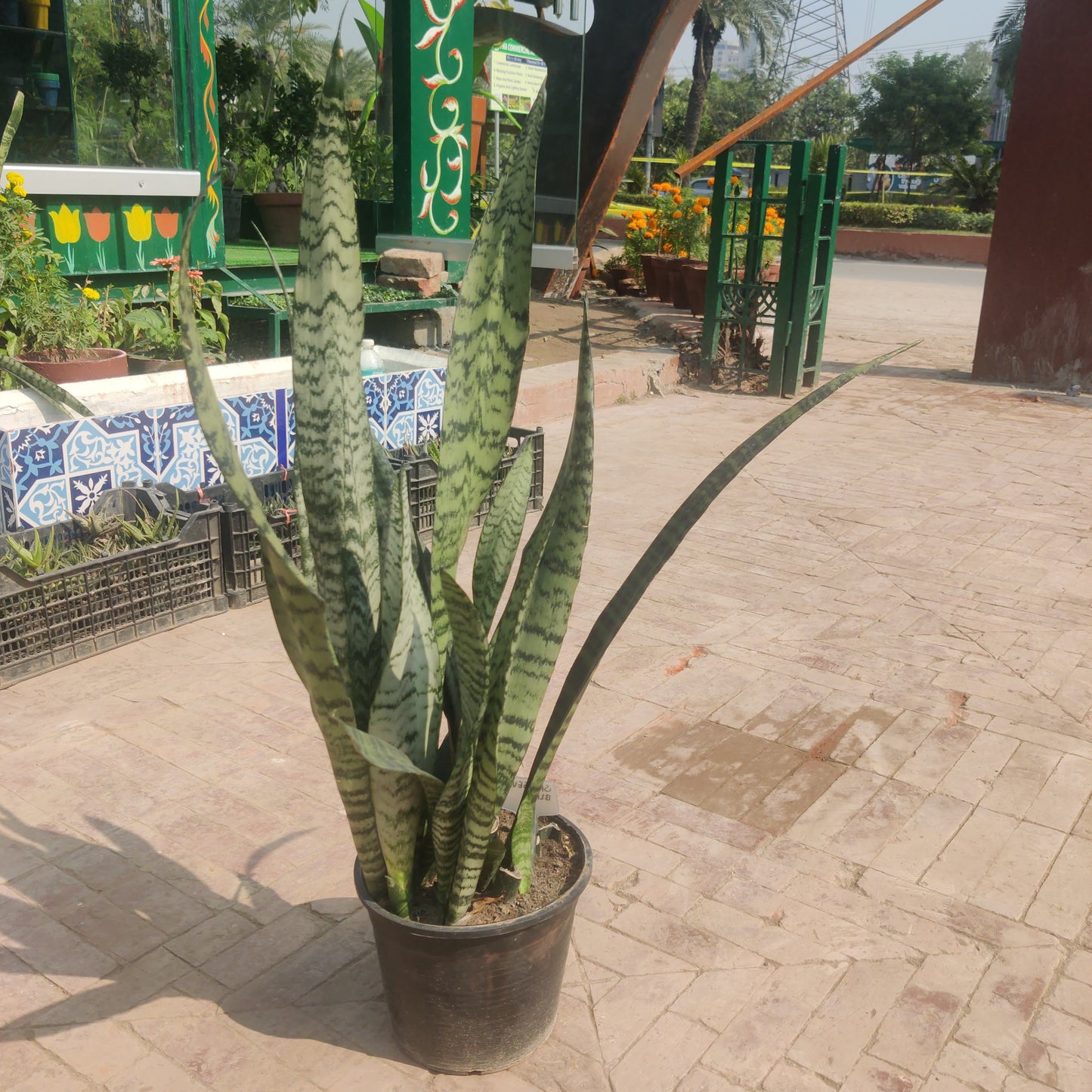 Sansevieria Black