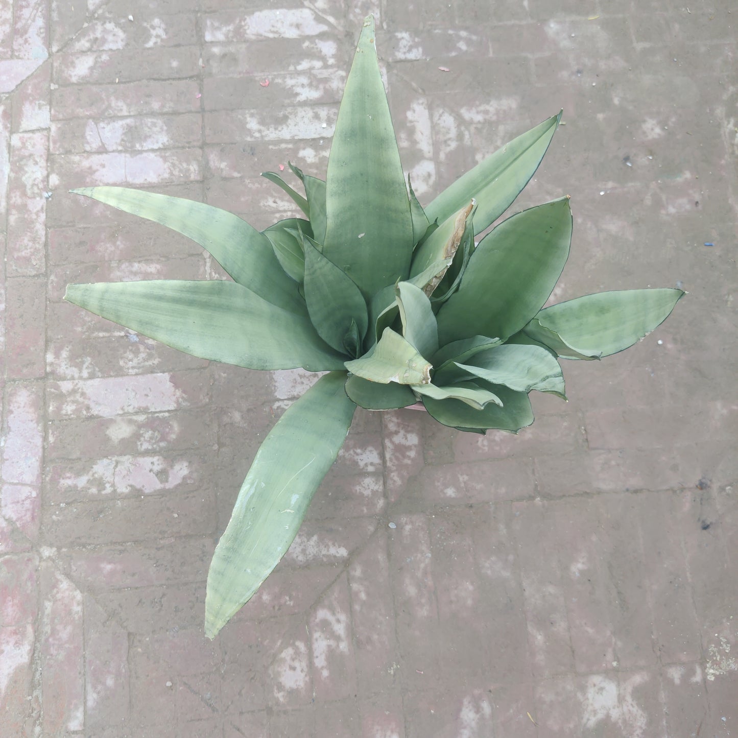 Sansevieria silver