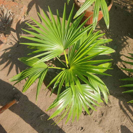 Table palm