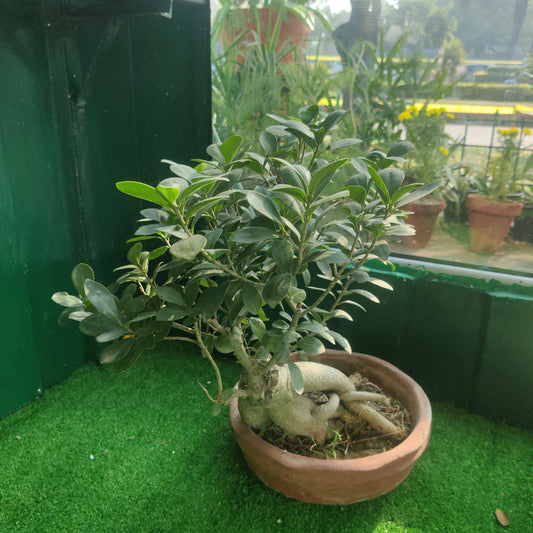 Imported bonsai