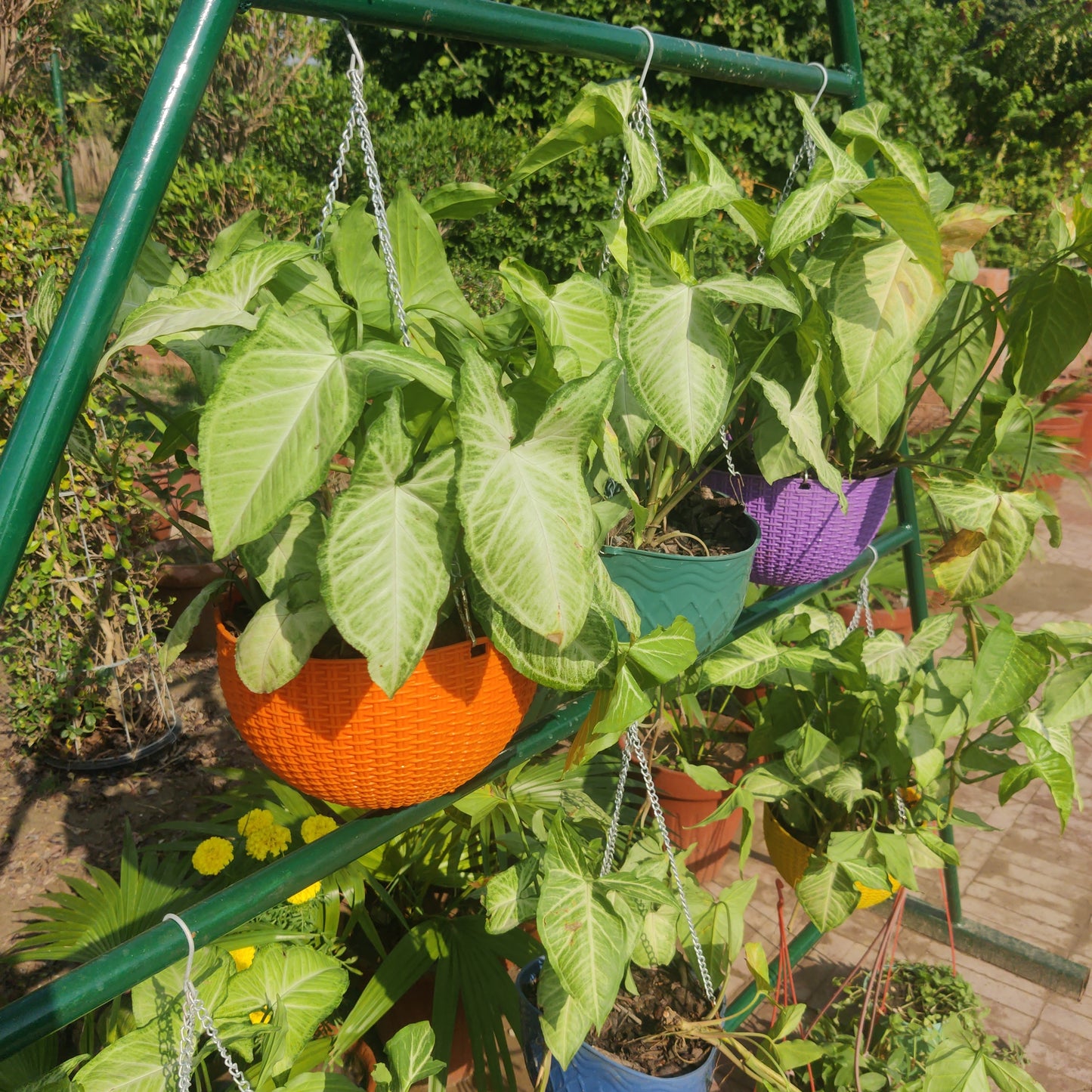 Big hanging pots