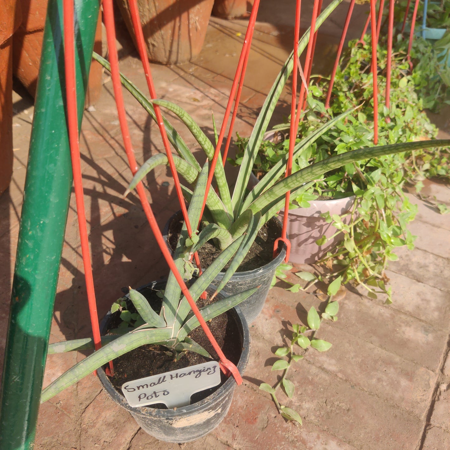 Small hanging pots