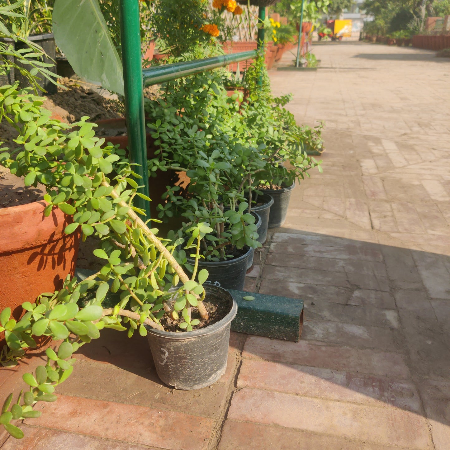 Small hanging plants